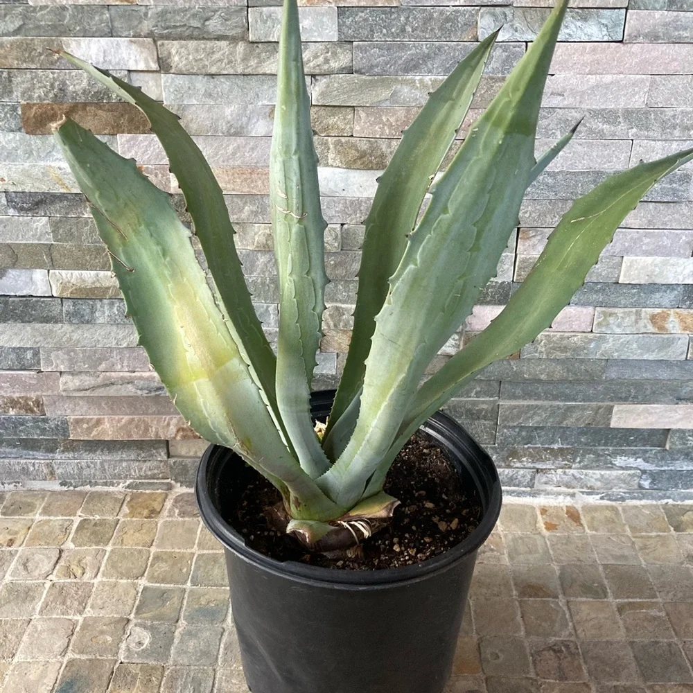 Maguey / agave / blue agave